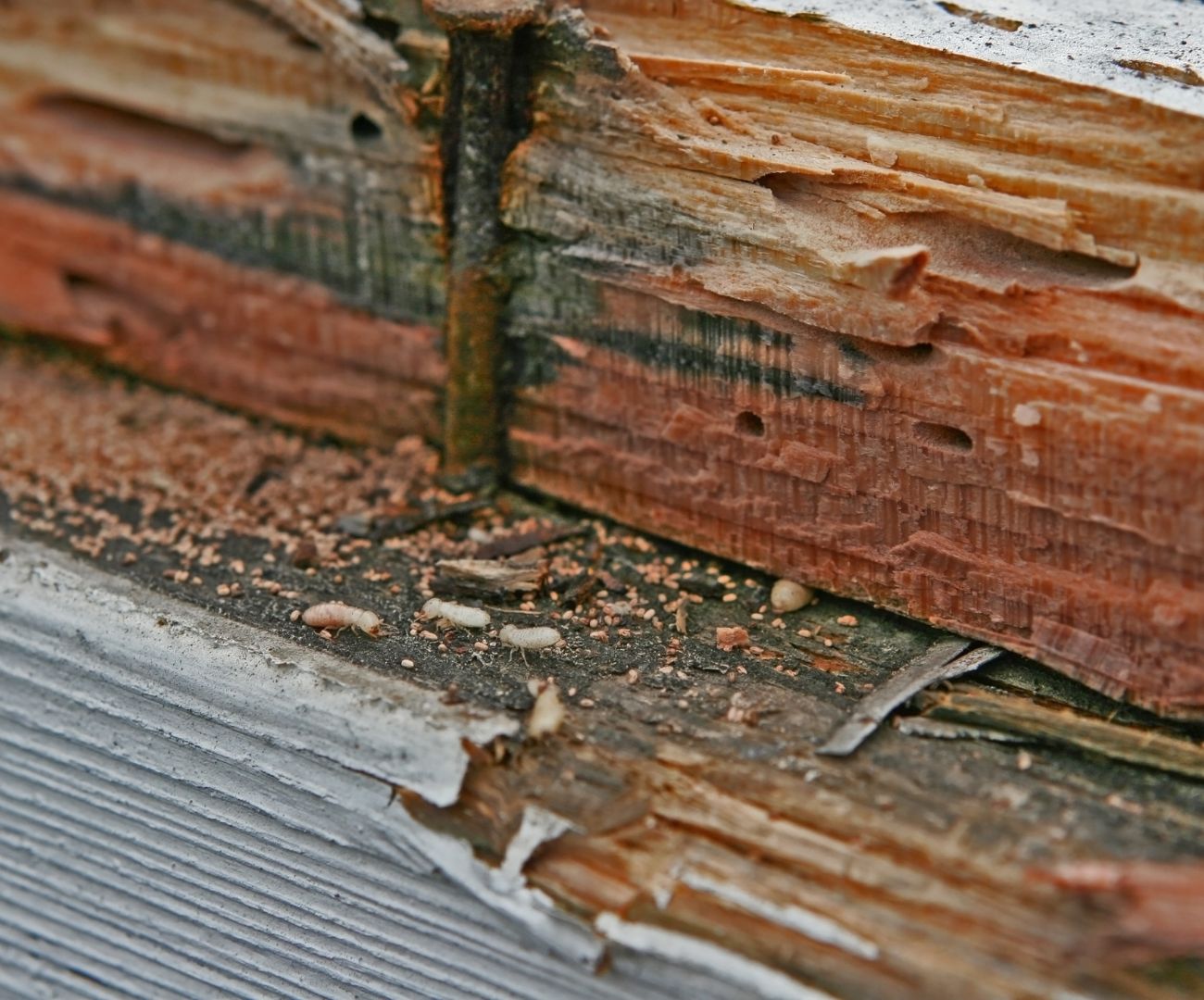 Pest Control - Wood destroying insects